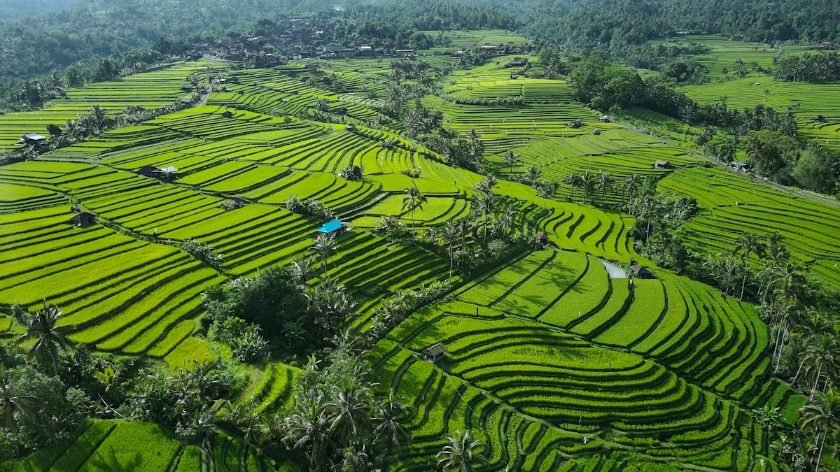 Aerial view of lush green terraced farm fields, Bali, Indonesia