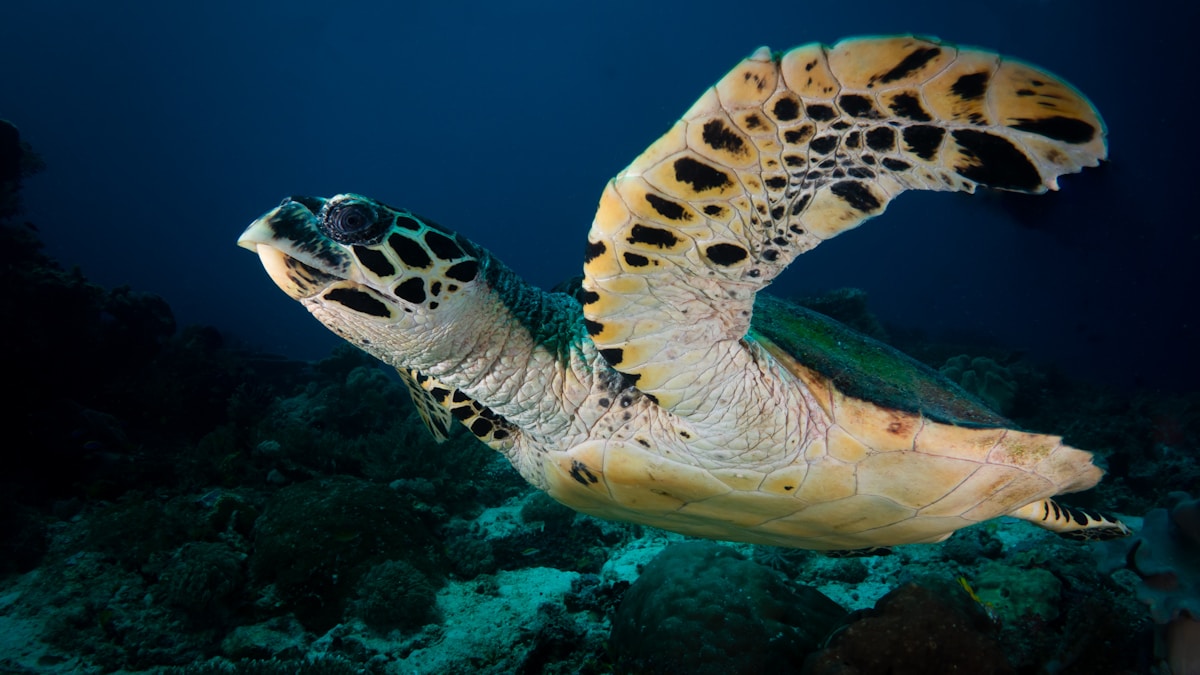 Sea turtle swimming over a coral reef in Indonesia