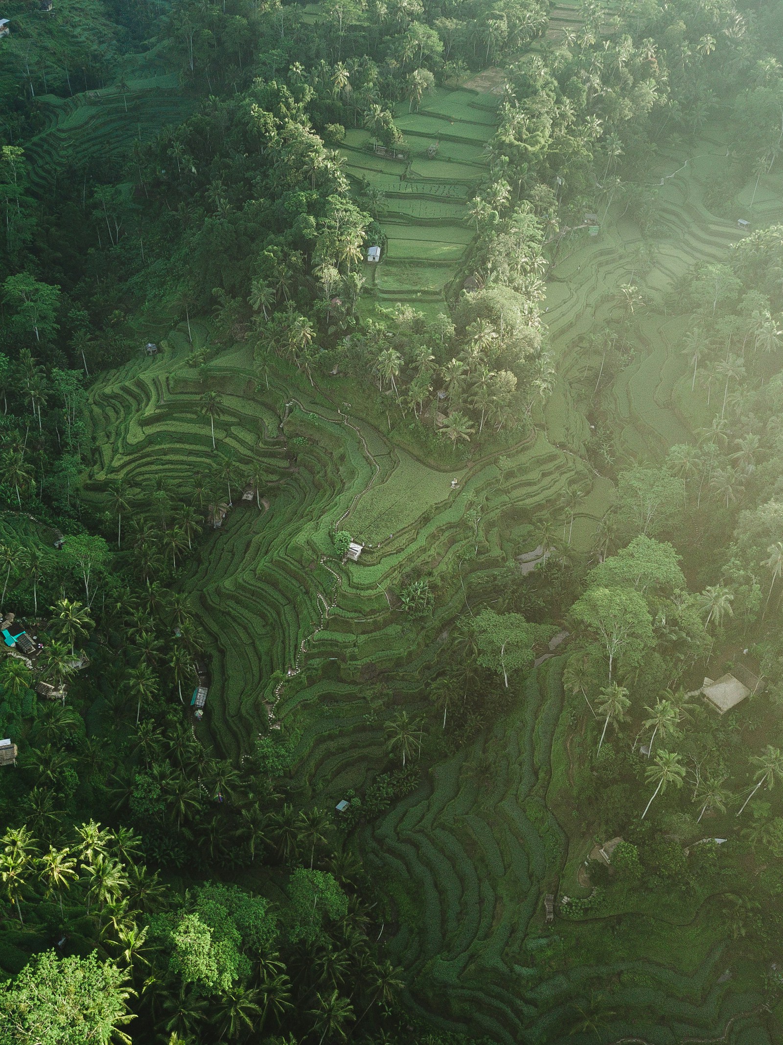 Aerial view of Tegalalang rice terraces cascading down hillside with palm trees, Bali