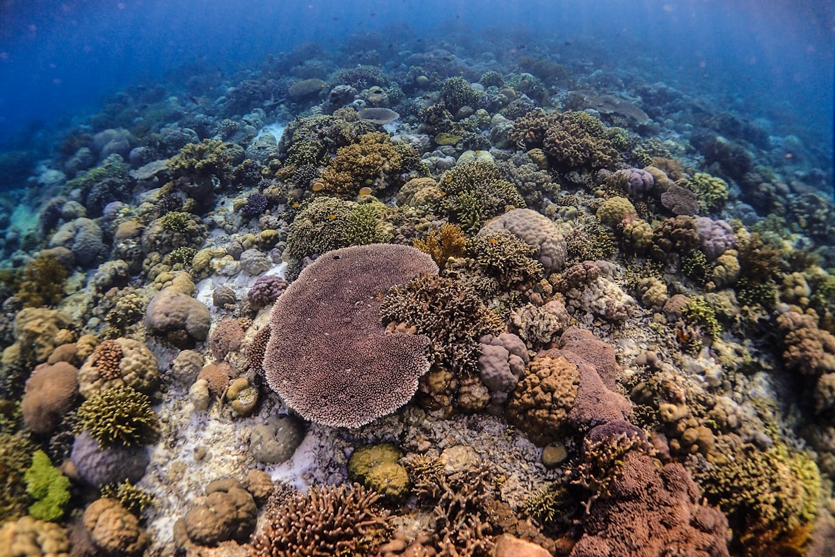 Healthy coral reef with hard corals in clear shallow water, Wakatobi, Indonesia