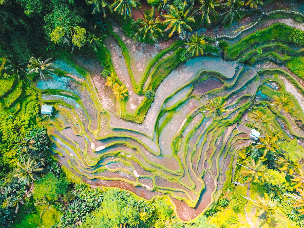 Aerial view of Ubud rice terraces and lush tropical landscape in Bali