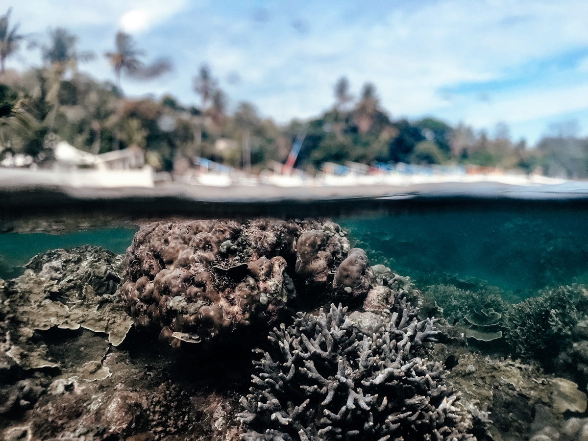 Coral reef underwater scene at a Bali dive site with tropical fish