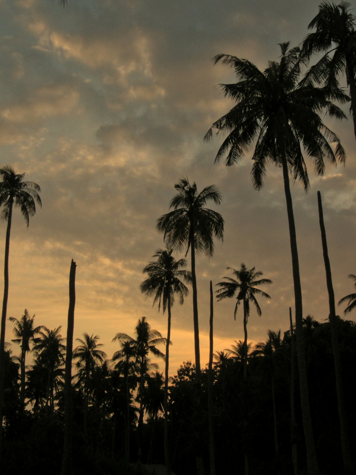Palm trees on a sunny island shore, Karimunjawa, Central Java, Indonesia