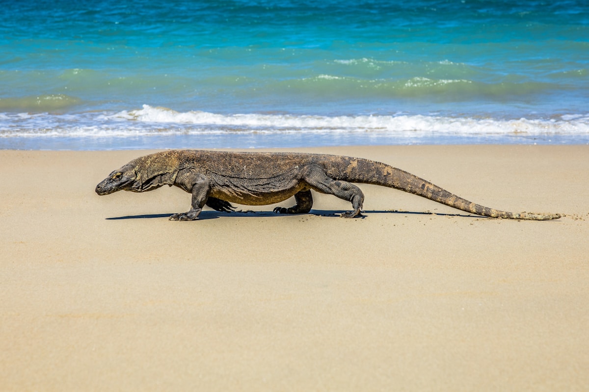 Komodo dragon on a beach, Komodo Island, East Nusa Tenggara, Indonesia