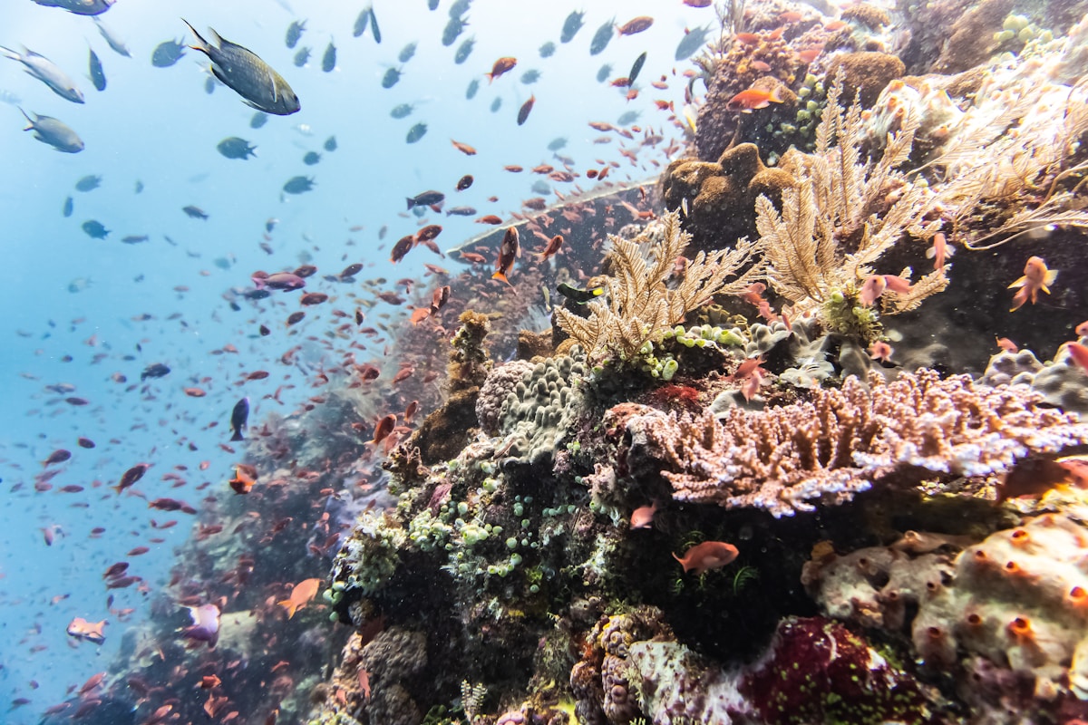 A large group of fish swimming over a coral reef, Komodo National Park, Indonesia