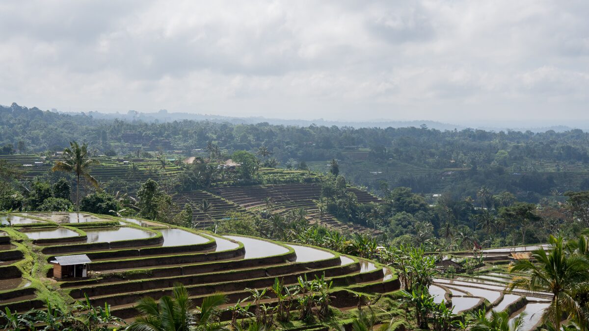 Jatiluwih rice terraces at peak lush green during Bali's wet season, Bali, Indonesia