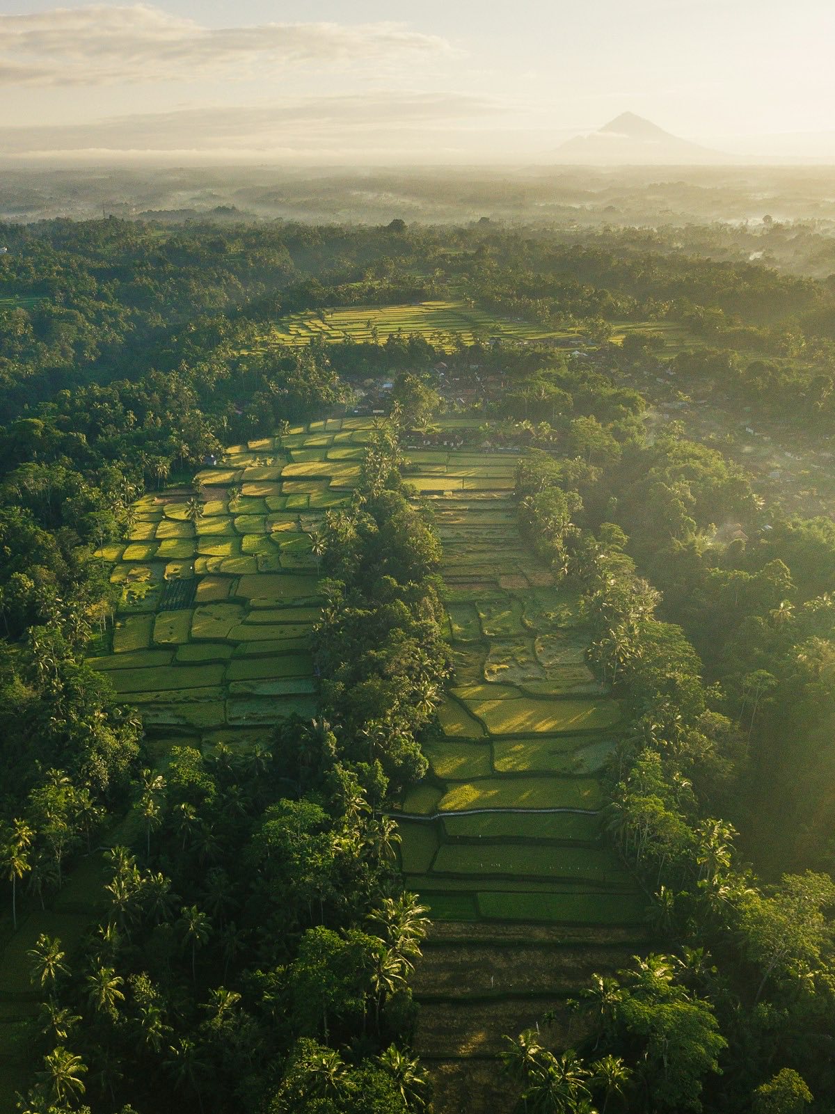 Aerial view of Tegallalang rice terraces at sunrise with Mount Agung behind, Bali