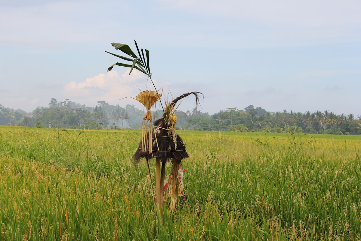 Bali rice field with traditional spirit offering in Ubud area, Indonesia