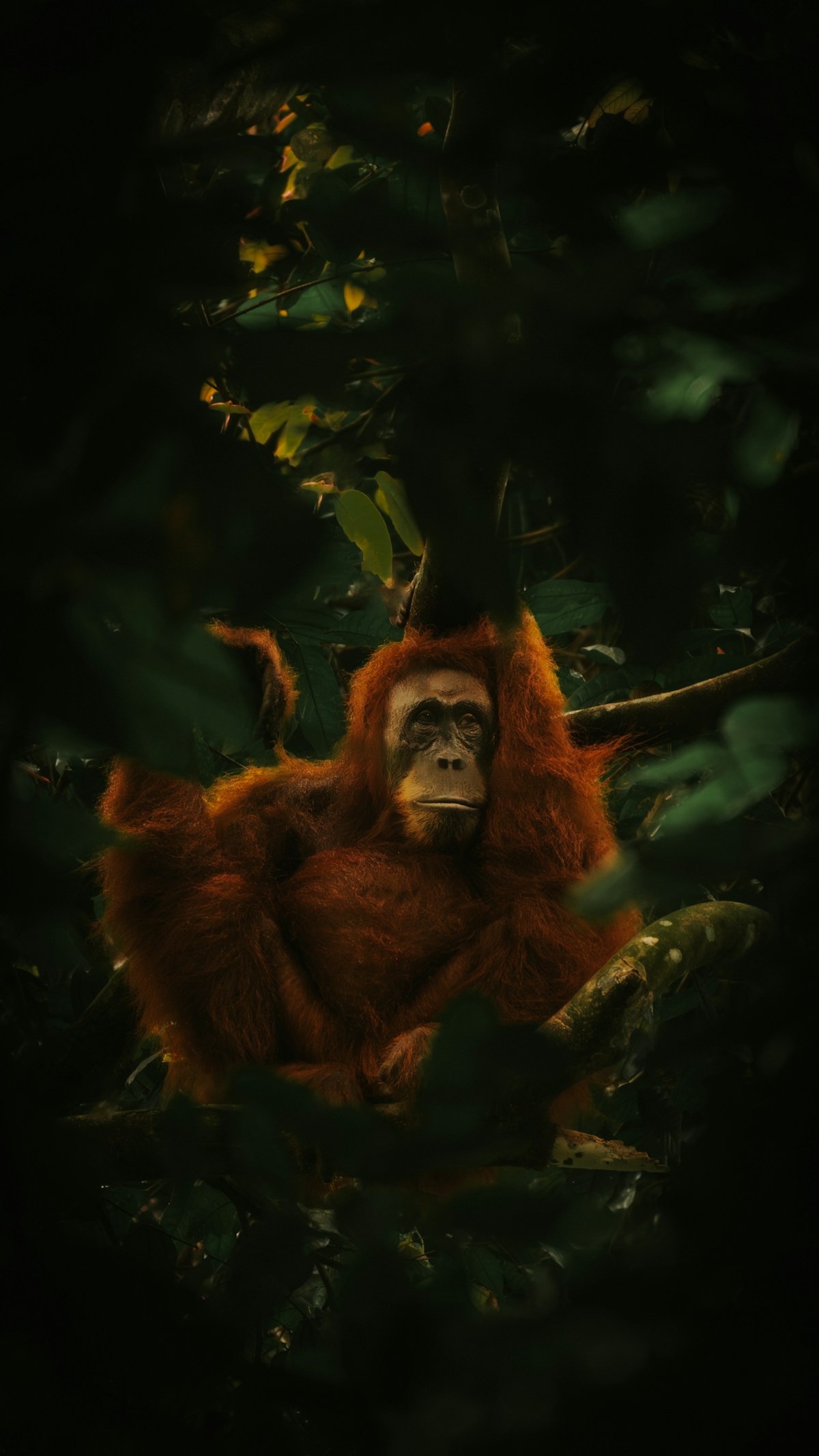 Sumatran orangutan in jungle canopy, Bukit Lawang Gunung Leuser National Park