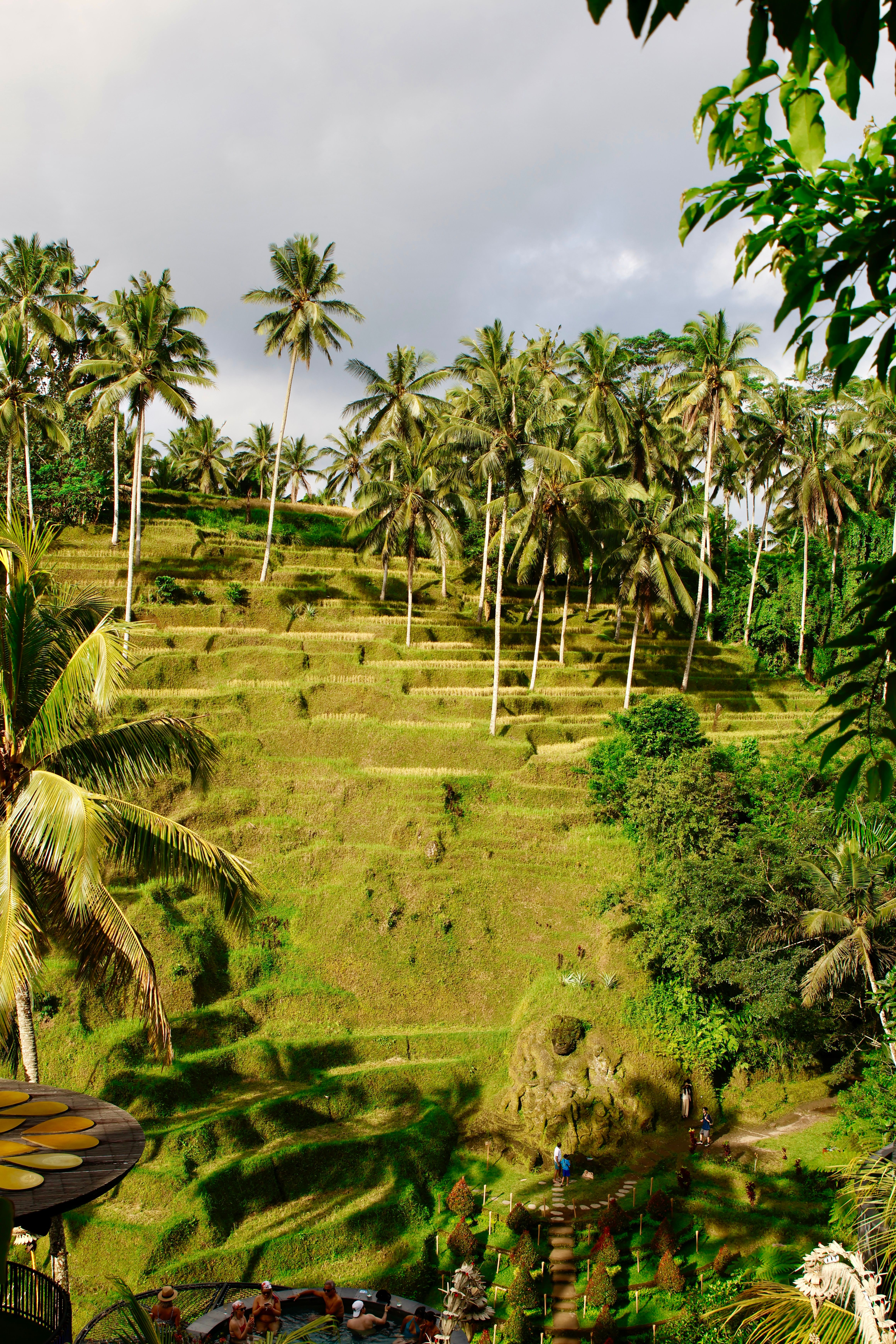 Lush Tegallalang rice terraces with palm trees, Bali, Indonesia