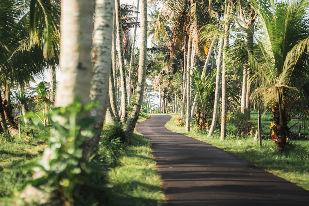 Winding asphalt road through tropical palm trees, Ubud, Bali, Indonesia