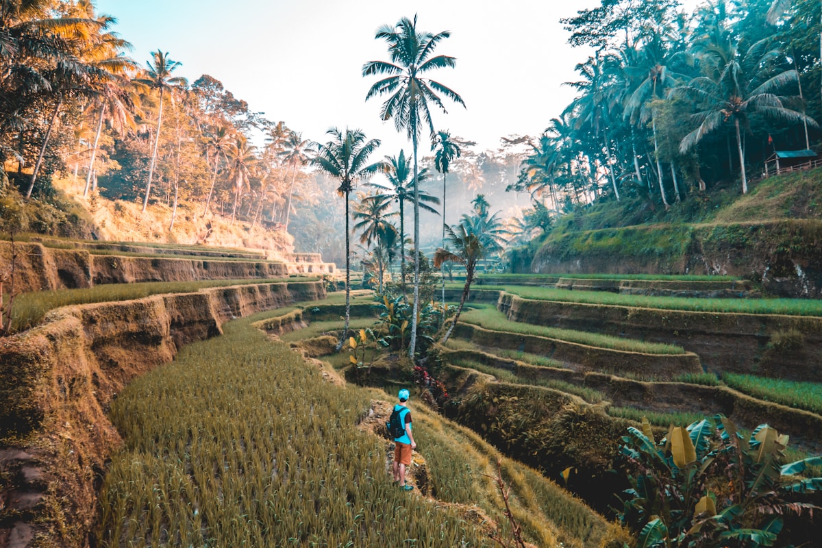 Traveller walking through Tegallalang rice terraces at sunrise, Bali, Indonesia
