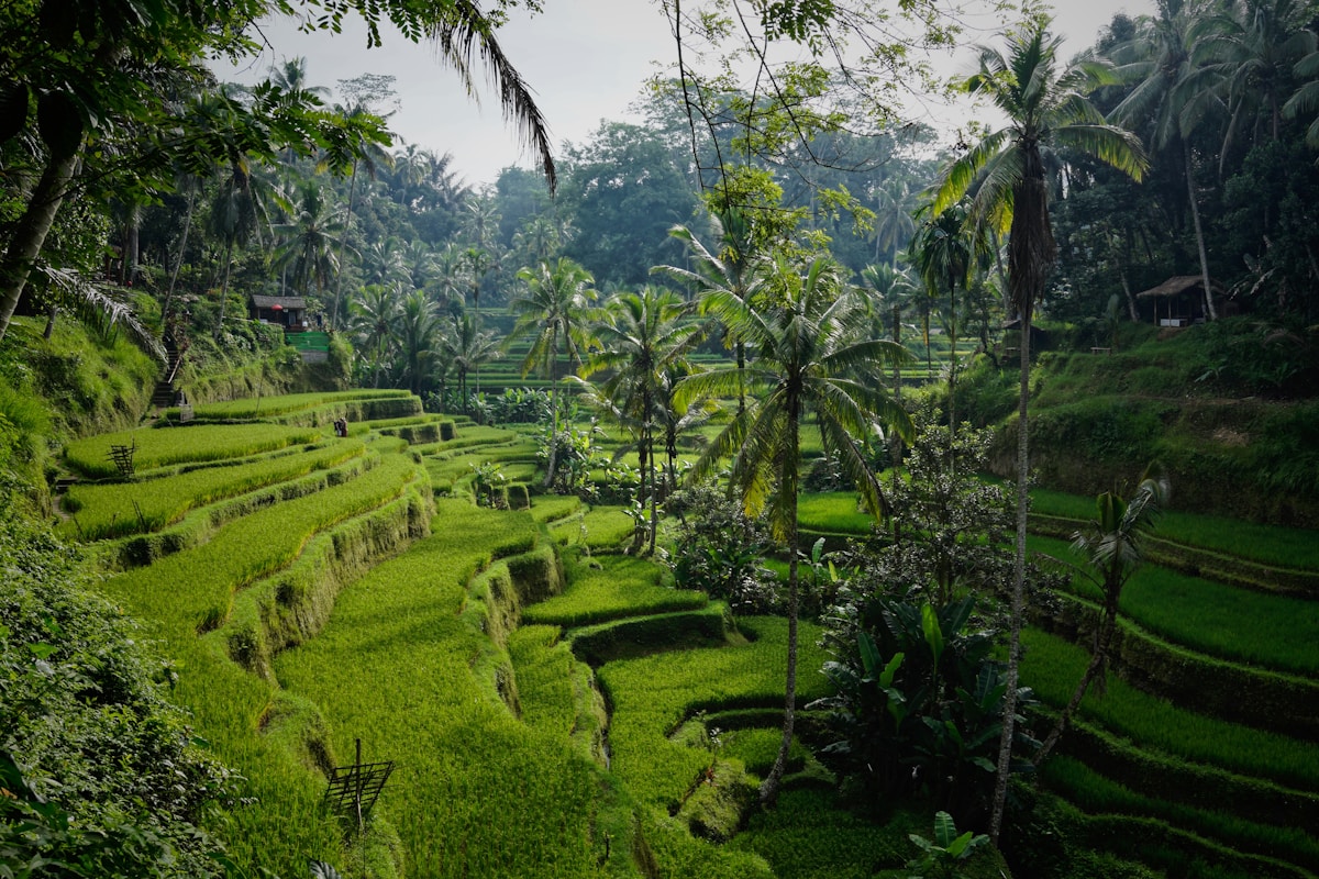 Morning view of Tegallalang rice terraces with palm trees, Ubud, Bali, Indonesia