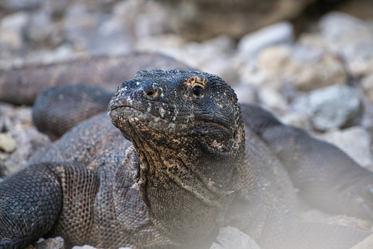 Komodo dragon resting on rocky ground, Komodo Island, Indonesia