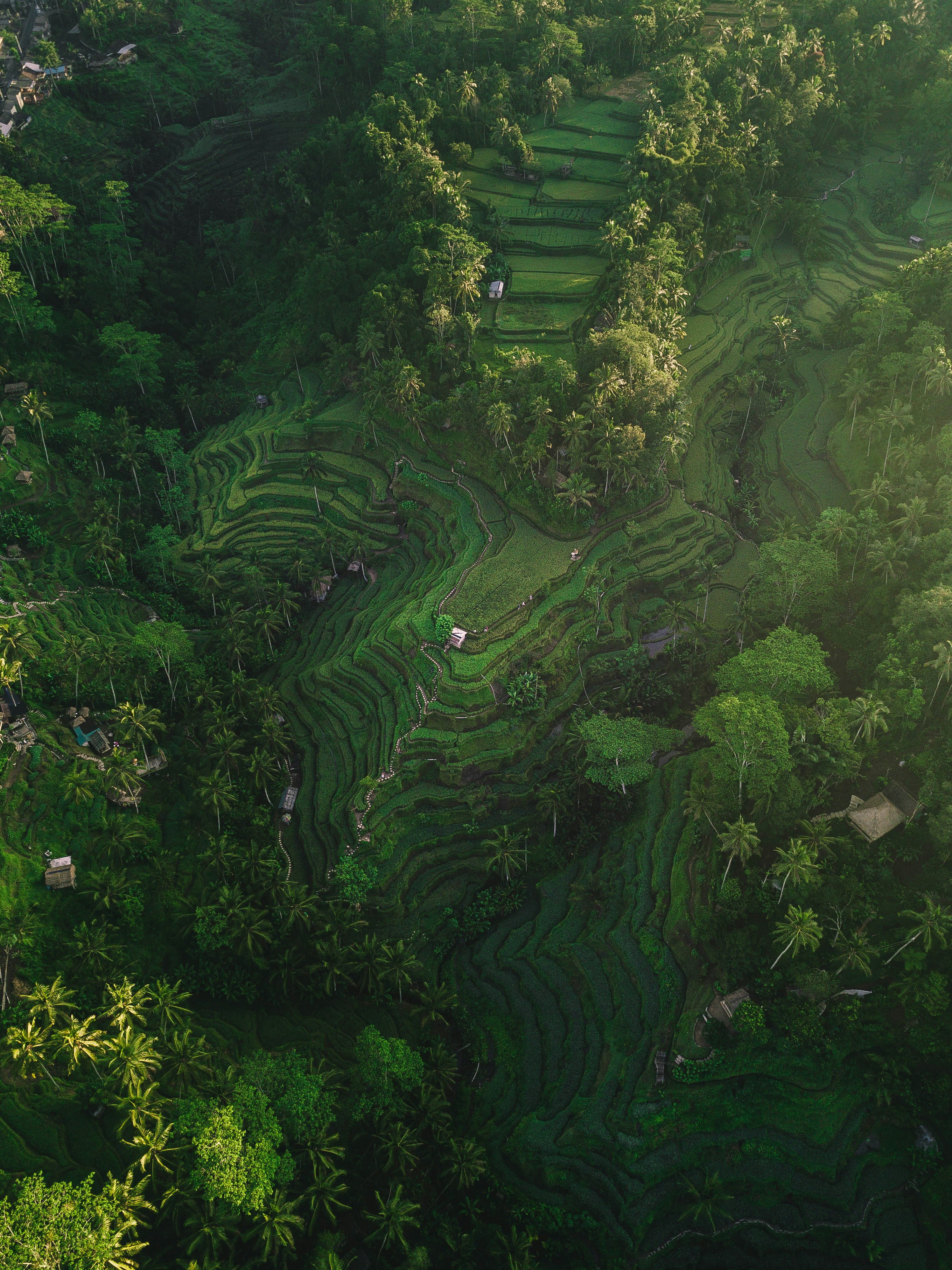 Aerial view of Bali's Tegallalang rice terraces surrounded by tropical palms, Indonesia