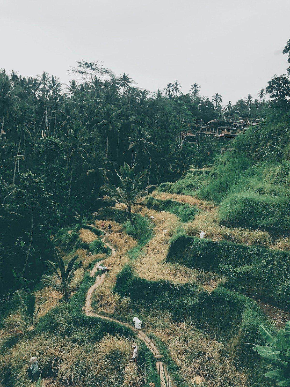 Green stepped rice terraces at Tegallalang, Ubud, Bali, Indonesia
