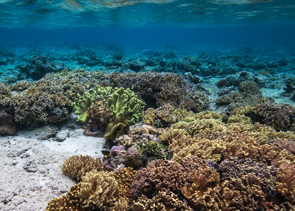 Vibrant coral reef garden with diverse hard corals in clear water, Bunaken, Indonesia