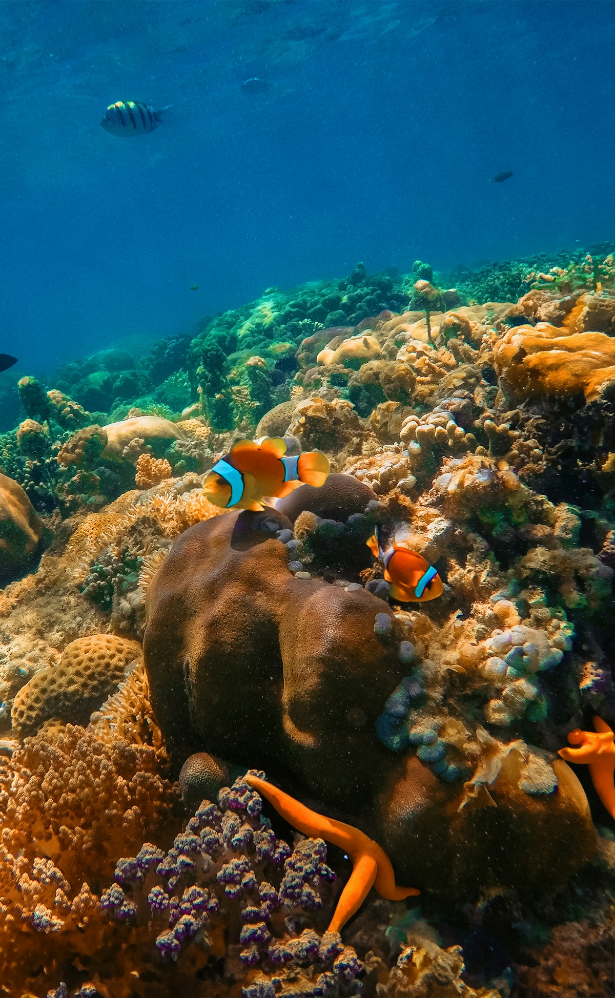Clownfish on sea anemone surrounded by colourful coral reef, Bali, Indonesia