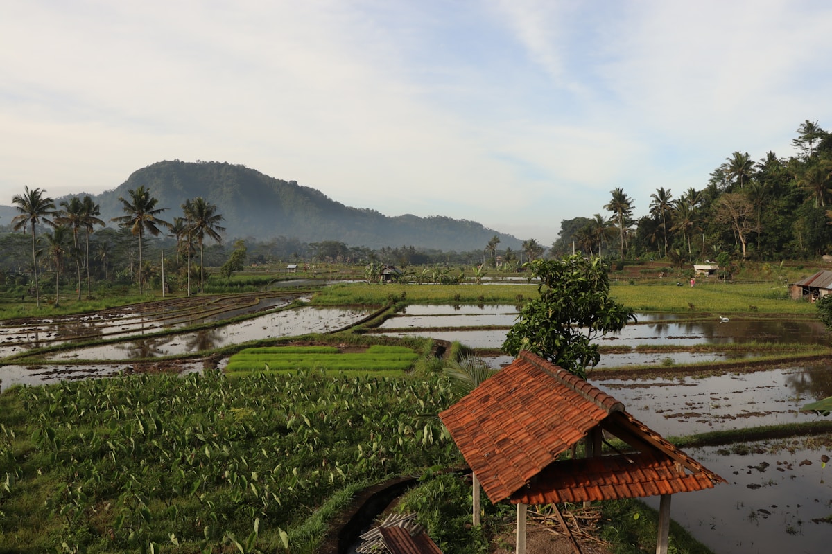 Rice field with Mount Agung in background, Sidemen, Karangasem, Bali, Indonesia
