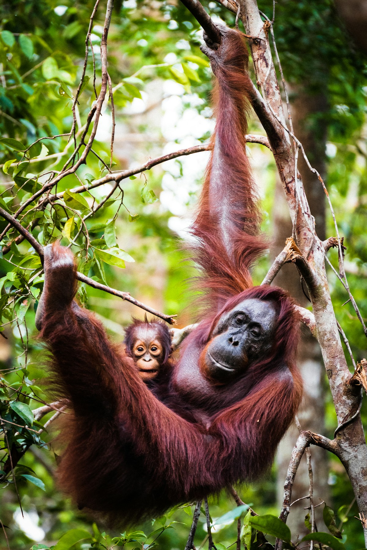 Orangutan in tree at Tanjung Puting National Park, Central Kalimantan, Indonesia