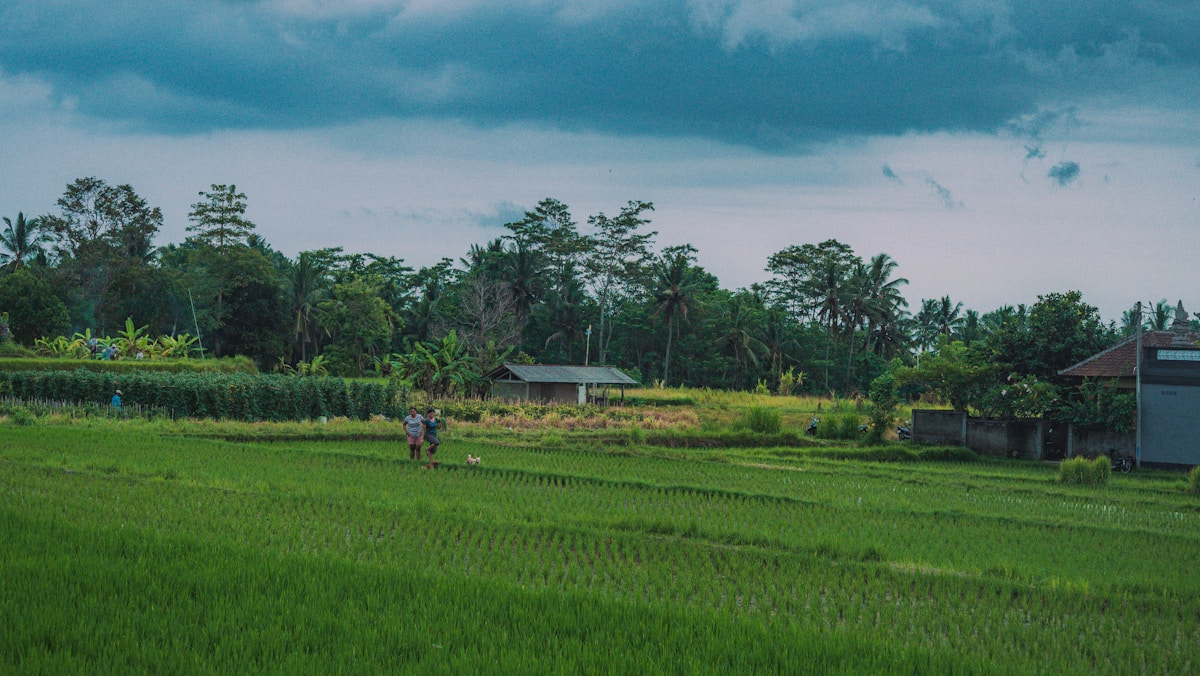 Indonesian rice paddy fields with tropical vegetation and dark rain clouds, Flores highlands