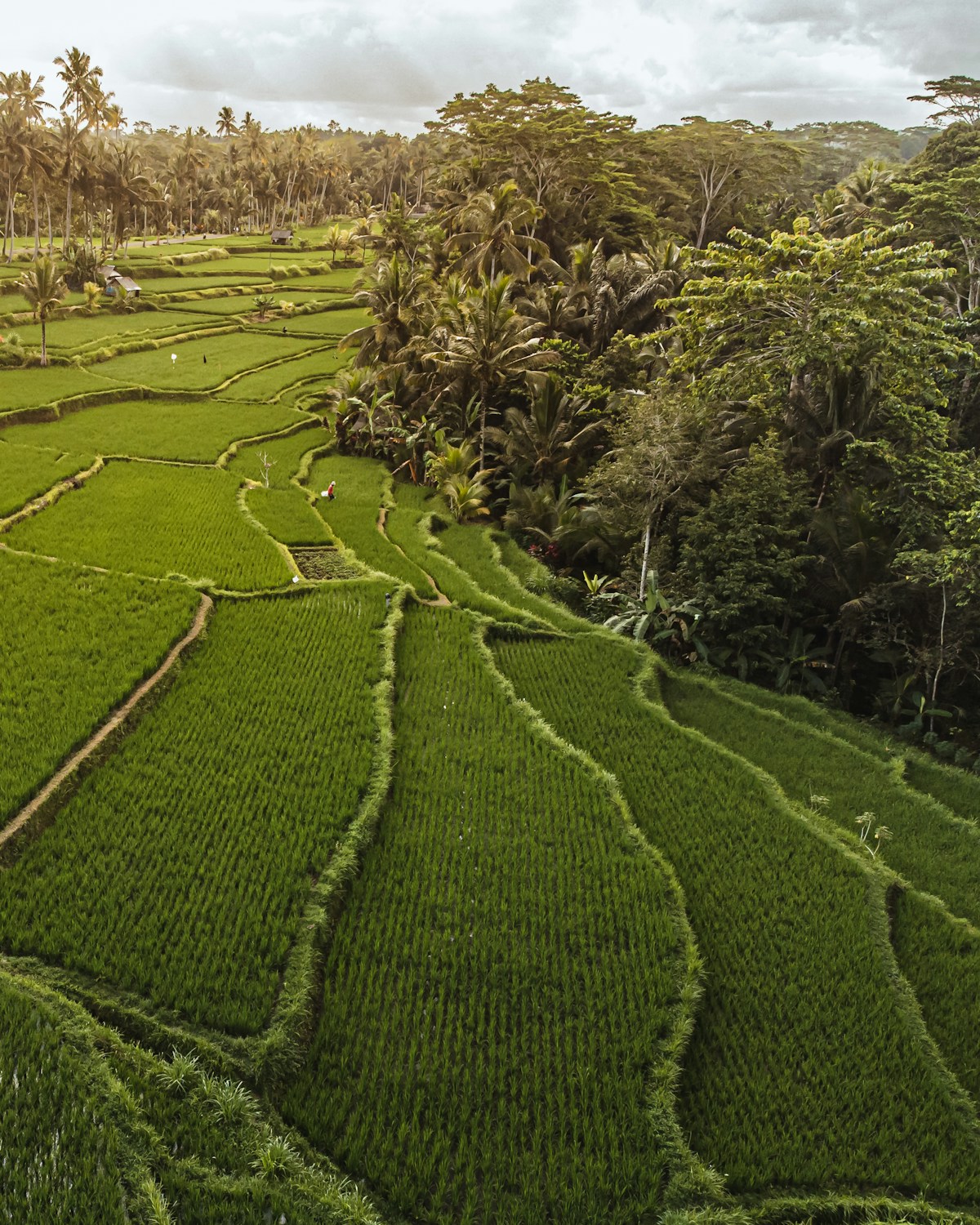 Lush green hillside with palm trees, Bali, Indonesia
