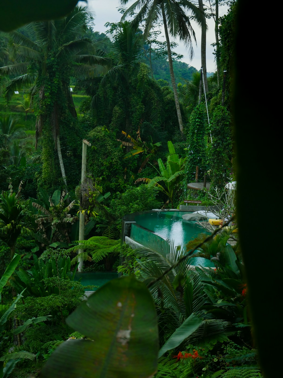 Jungle valley hotel with infinity pool overlooking Ubud rice terraces at sunrise