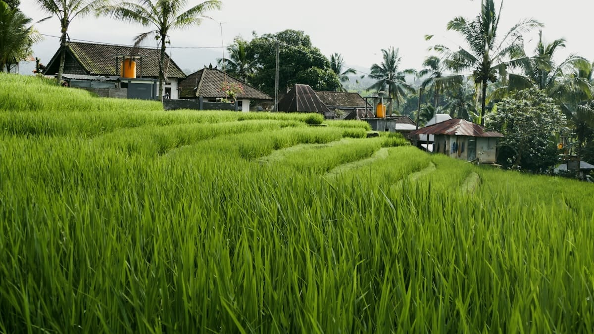 Green rice terraces with traditional Balinese houses and palm trees in a quiet valley, Sidemen, East Bali