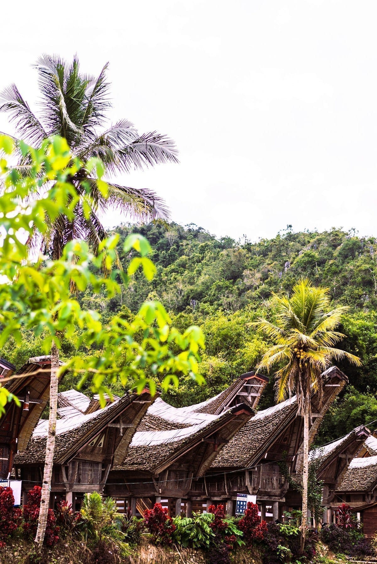 Traditional tongkonan houses with curved rooftops and palm trees, Rantepao, Tana Toraja, Indonesia